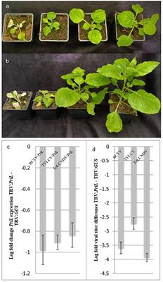 DNA primase large subunit is an essential plant gene for geminiviruses, putatively priming viral ss-DNA replication